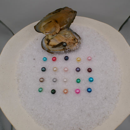 Single Round Pearl Oyster